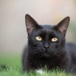The Mysterious Lifespan of Black Cats: How Long Do These Furry Felines Grace Us with Their Presence