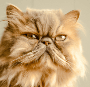 Are Persian Cats Hypoallergenic? Close-up of a beautiful Persian cat with a long, thick coat and expressive eyes. The cat is looking directly at the camera, with a warm and affectionate expression.