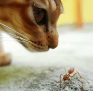 A colorful illustration of a cat and a small cluster of ants, with the title of the article, 'Can Cats Eat Ants?'