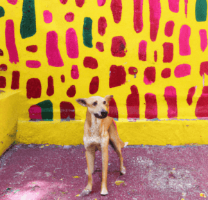 A Mexico street dog looks at the camera with a curious expression