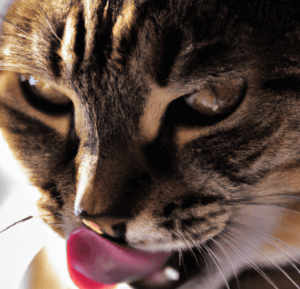 Why Does Your Cat Lick Your Nose? Close-up of a cat's face with its tongue extended. Licking its nose.