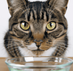 Do Cats Like Cold Water? Close-up of a curious cat's face with a bowl of water in the foreground