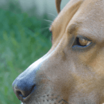 Dog Side Eye. A close-up of a dog's face with a side eye expression, highlighting the subtle body language cues used by dogs to communicate their emotions.