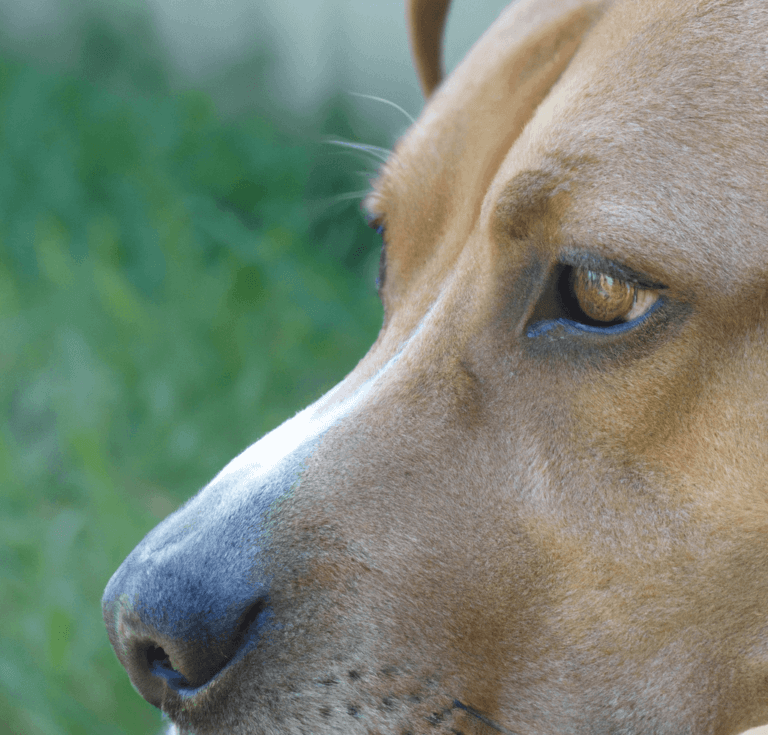 Dog Side Eye. A close-up of a dog's face with a side eye expression, highlighting the subtle body language cues used by dogs to communicate their emotions.