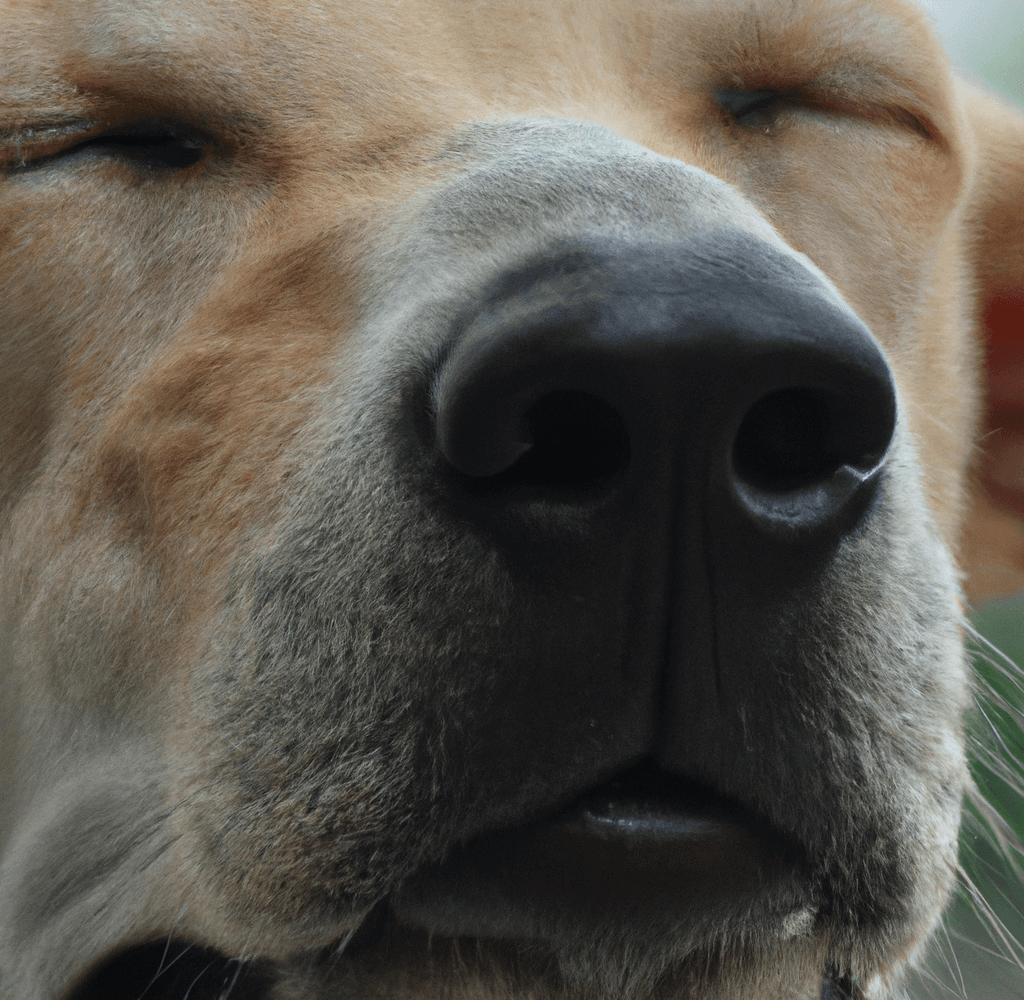 Why Does My Dog Sound Congested? A close-up of a dog's face showing signs of congestion such as nasal discharge and a slightly open mouth while breathing, with a concerned expression